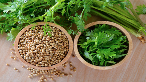 تقي من السرطان وتعزز صحة الدماغ.. إليكم 6 فوائد صحية للكزبرة