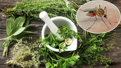 لمنع لدغات البعوض.. تناول هذه الأعشاب والتوابل!