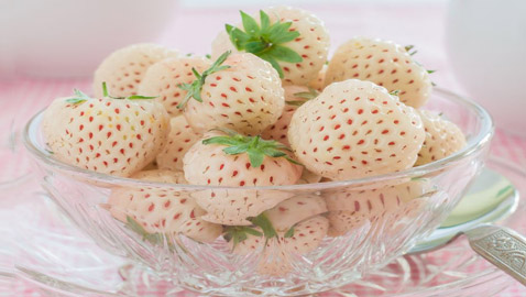 يصل سعر العلبة إلى 40 دولارا.. فوائد الفراولة البيضاء وشروط زراعتها