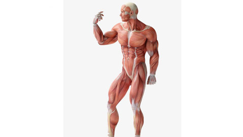 4 أطعمة تدمر عضلاتك .. منها البطاطس المقلية والبيتزا المجمدة