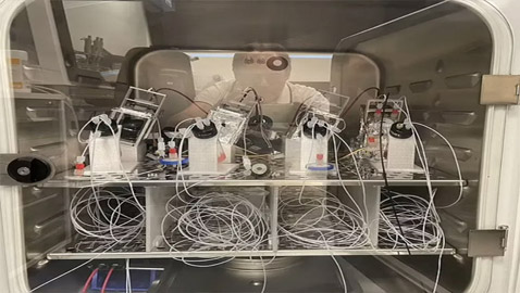 علماء يصنعون كمبيوترا خارقا من خلايا دماغ بشري