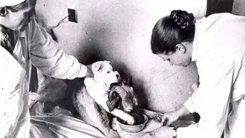 ���� �����